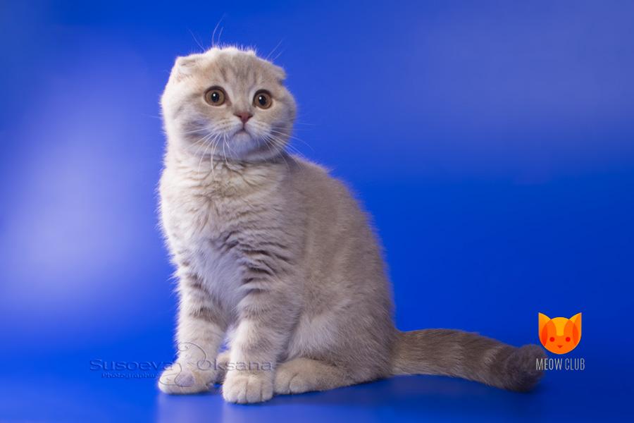 Tobey Maguire MeowClub *BY