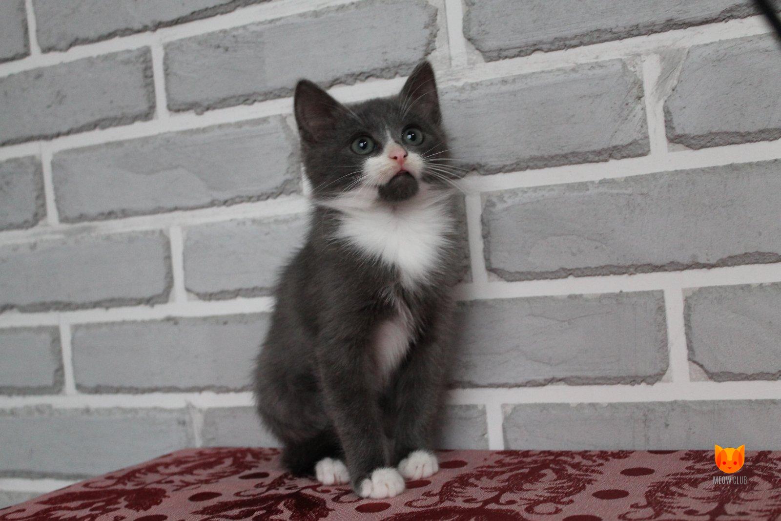 Котенок в дар! Волонтерская помощь!