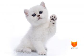 Fialka-Flyor Flora Tipped