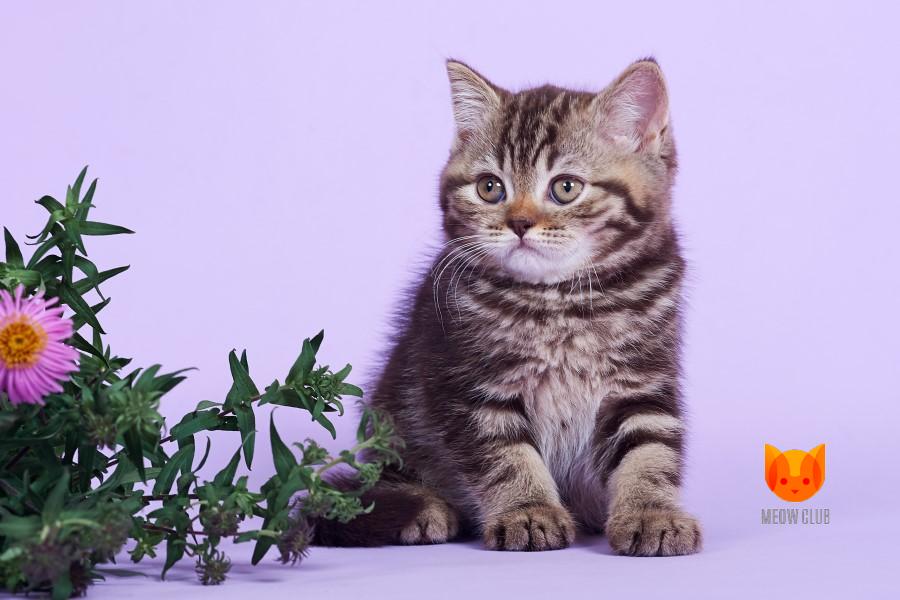 Greg MeowClub *BY