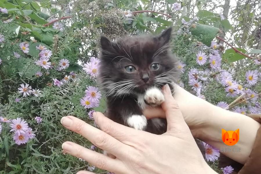 Котенок в дар! Волонтерская помощь!