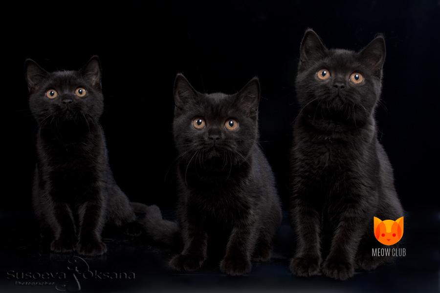 Litter E cattery friends