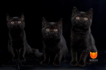 Litter E cattery friends