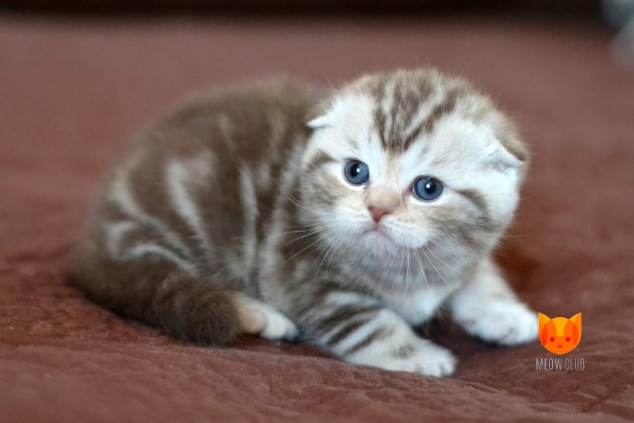 Peter MeowClub *BY