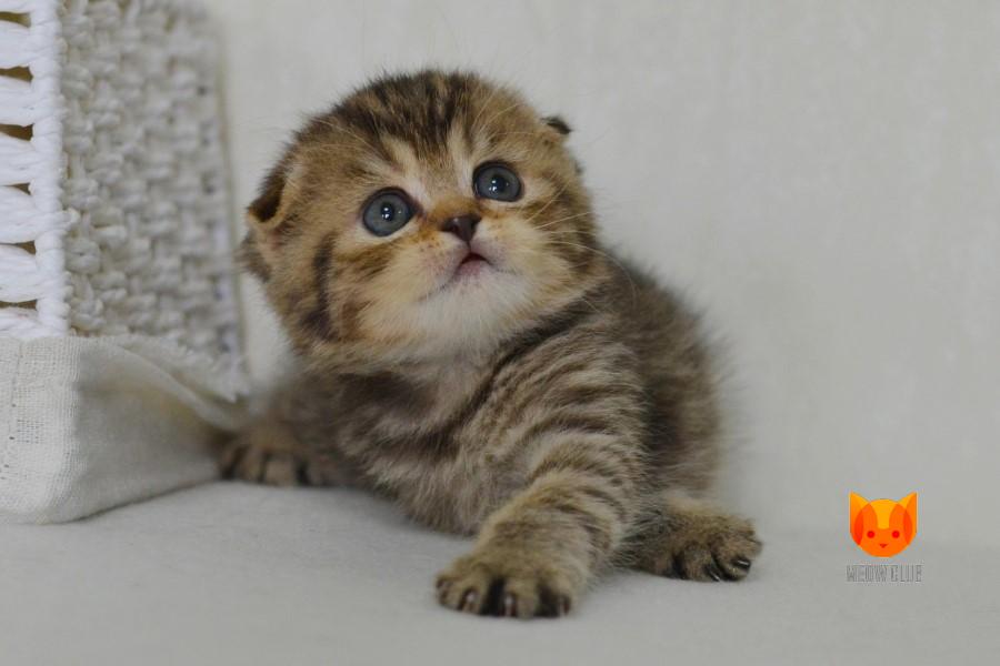Yara MeowClub *BY