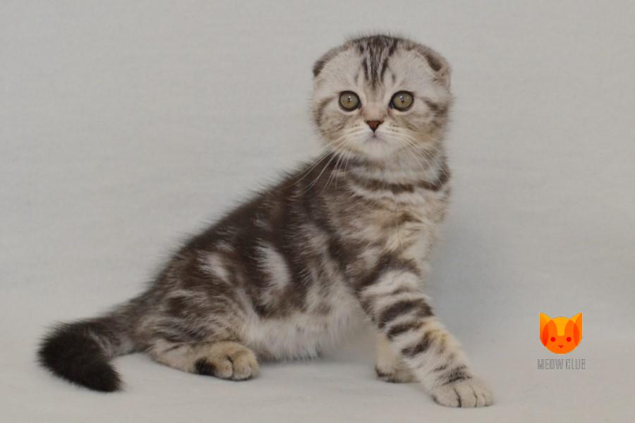 Umberto MeowClub *BY