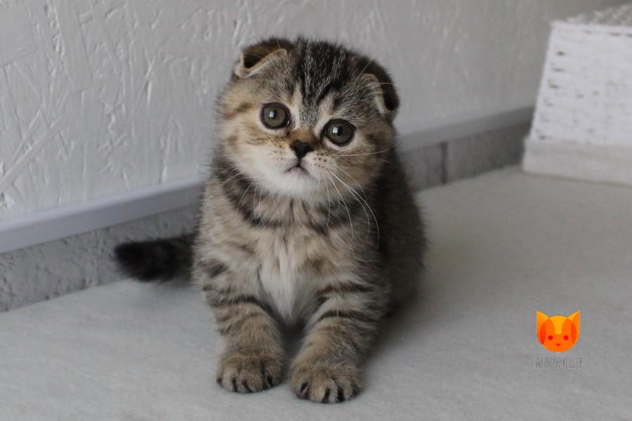 Yasmin MeowClub *BY