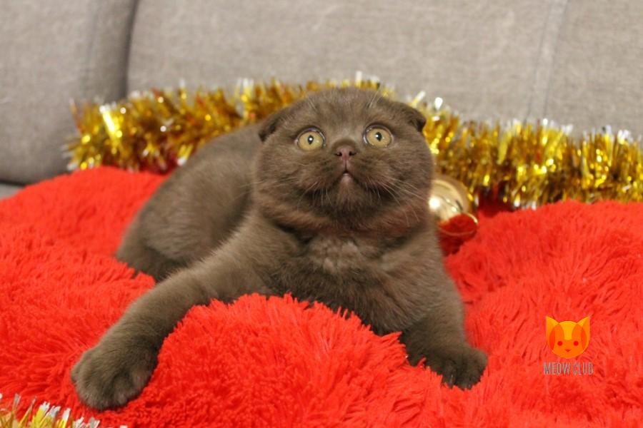 Leonardo MeowClub *BY