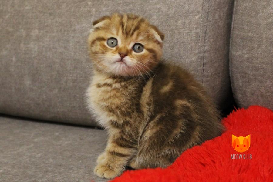 Mario MeowClub *BY