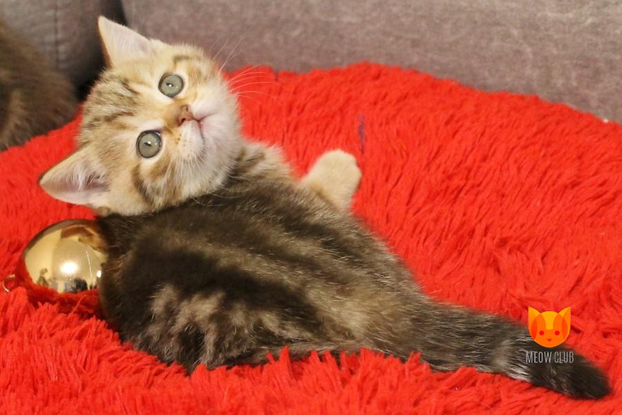 Martin MeowClub *BY