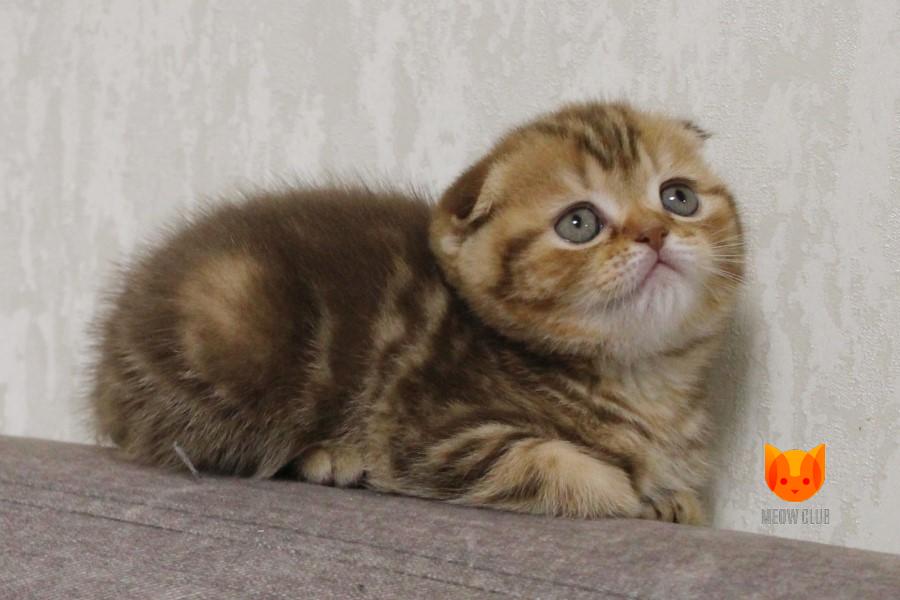 Madeleine MeowClub *BY
