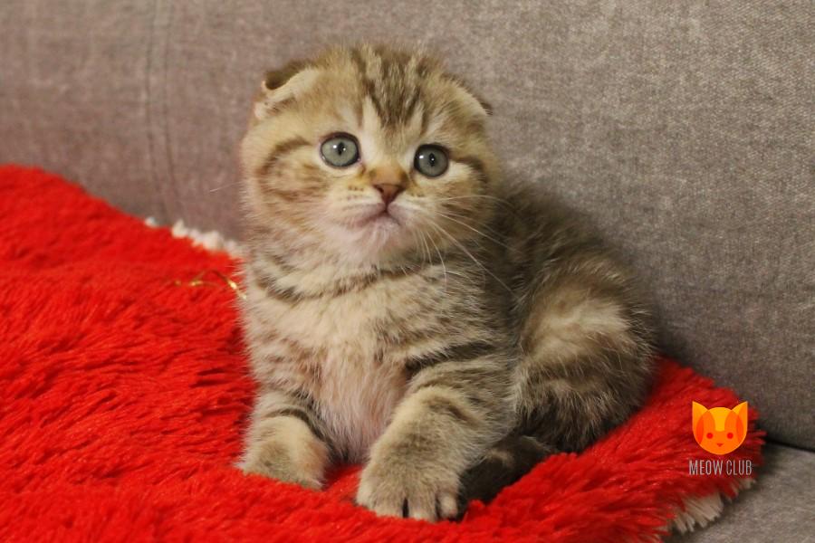 Melinda MeowClub *BY