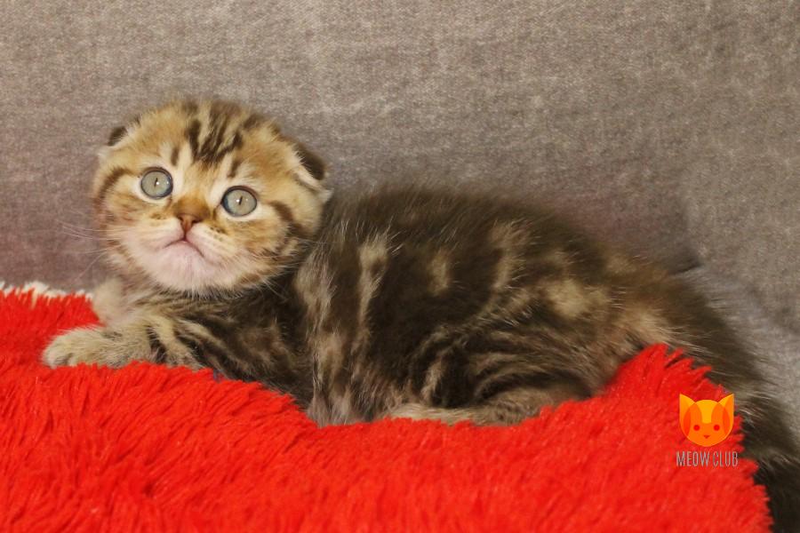 Murcello MeowClub *BY
