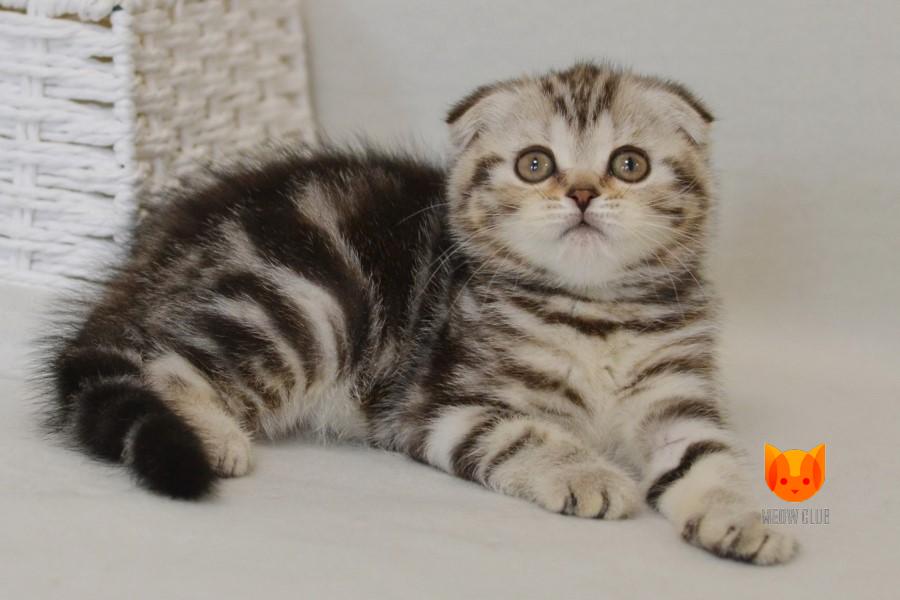 Ursula MeowClub *BY