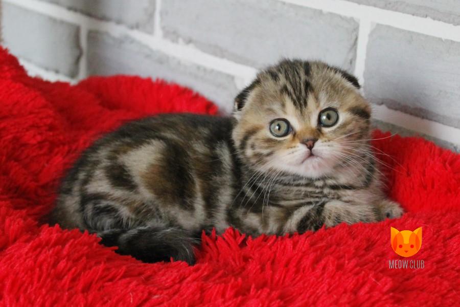 Queeny MeowClub *BY