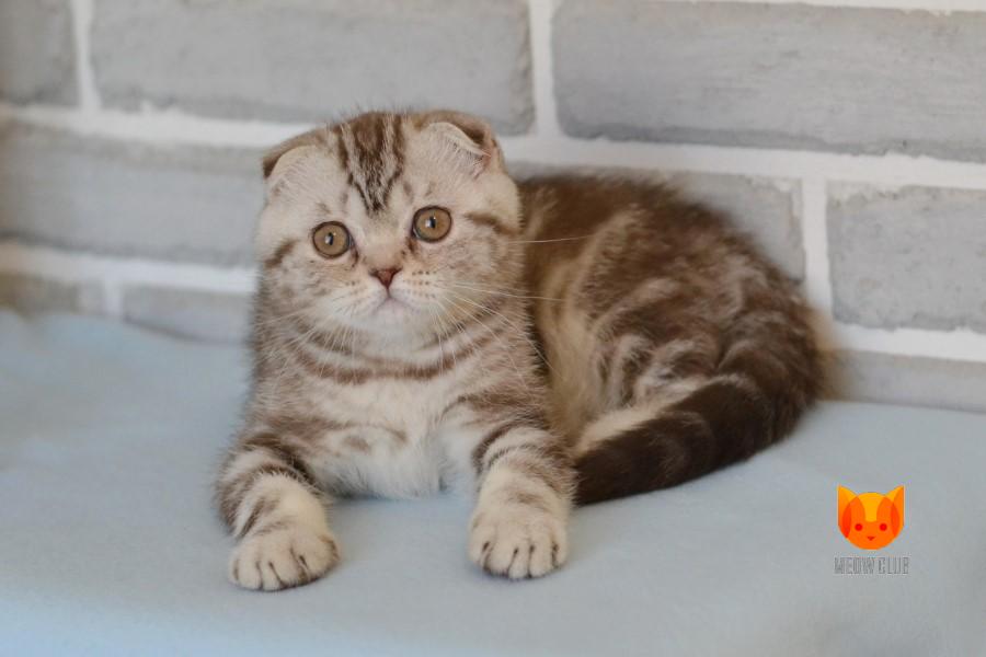 Paula MeowClub *BY