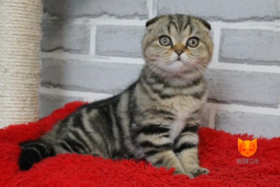 Zorro MeowClub *BY