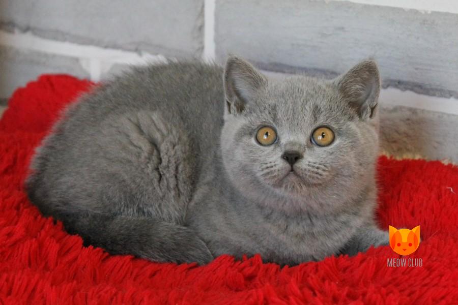 Frederica MeowClub *BY