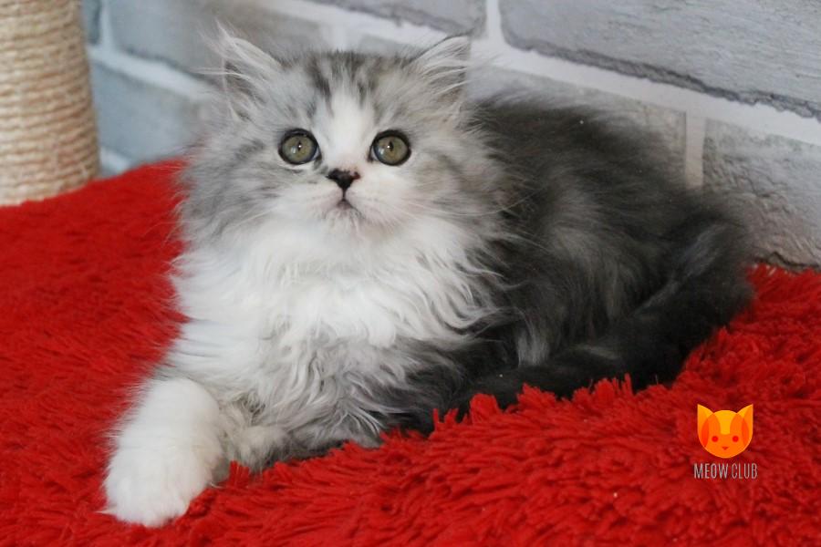 Isidora MeowClub *BY