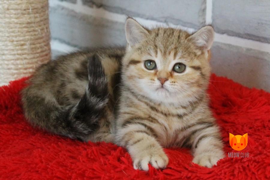 Hilary MeowClub *BY