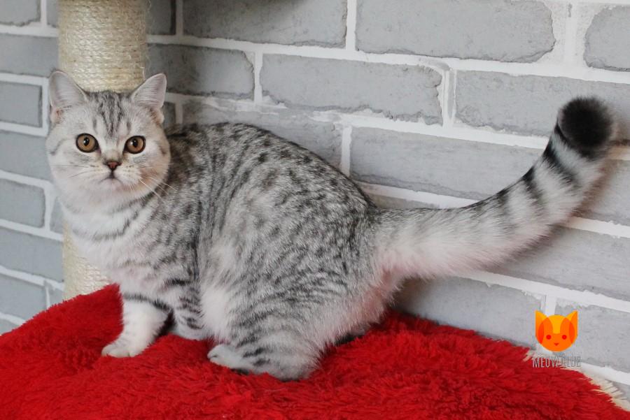 Quest MeowClub *BY