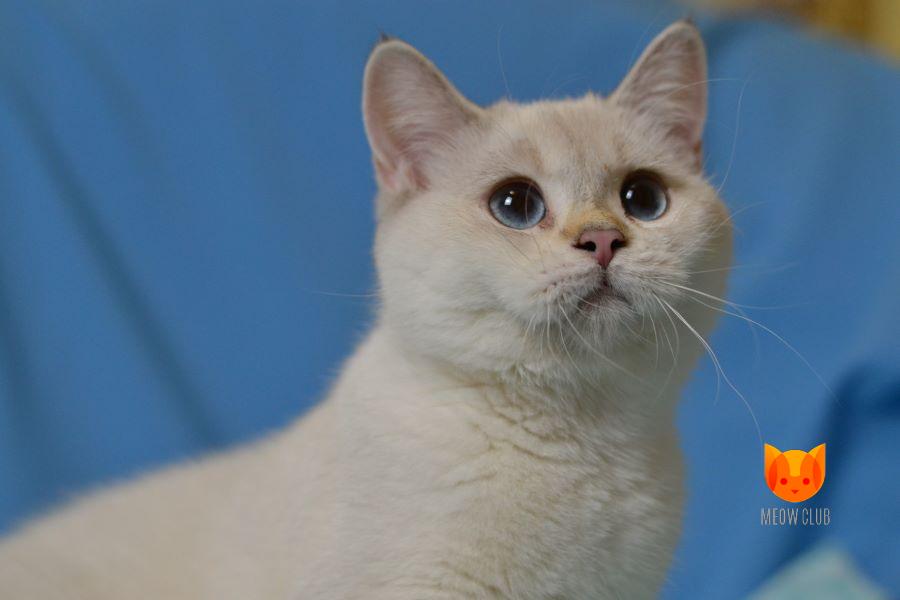 Lapushka Elegante vita