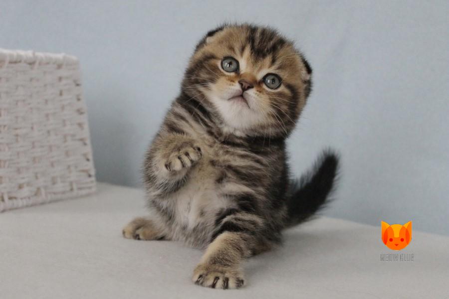 Zoran MeowClub *BY