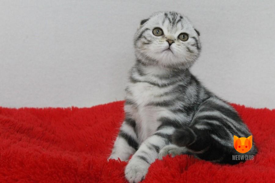 Ulrico MeowClub *BY