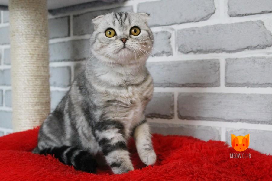 Olivia MeowClub *BY