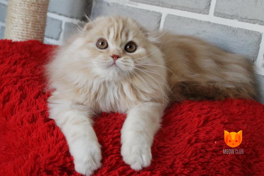 Jimmy MeowClub *BY