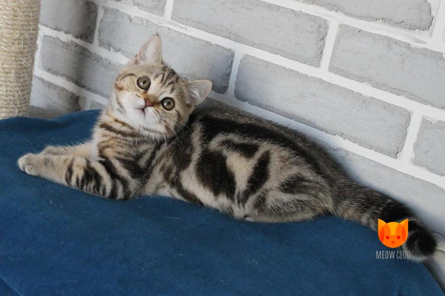 Newton MeowClub *BY