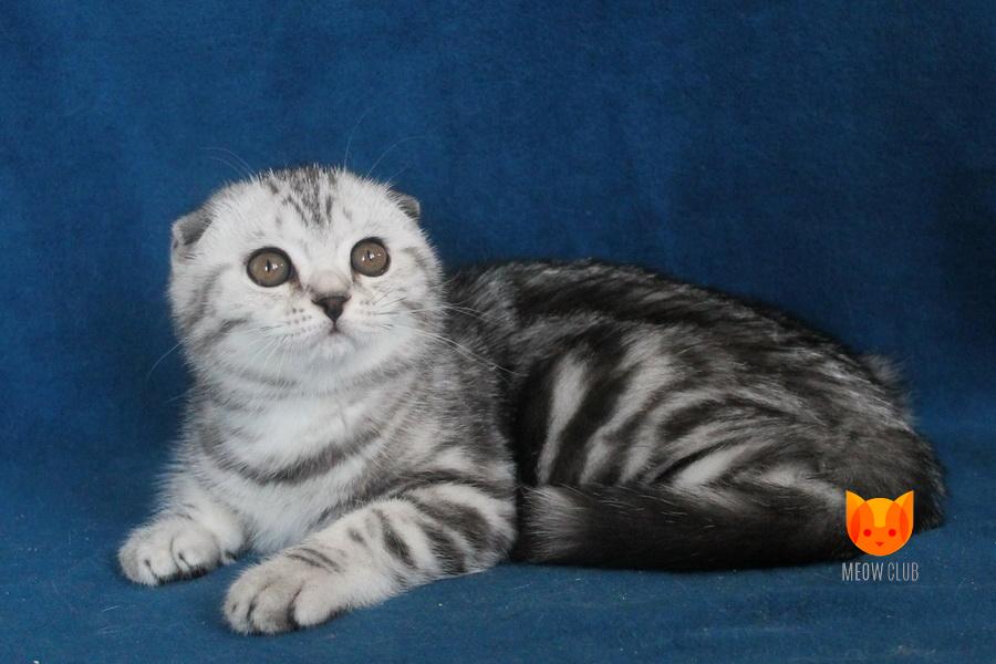 Trinity MeowClub *BY