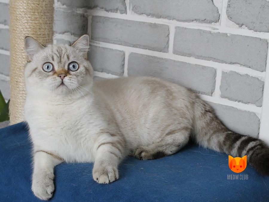 Pharaon MeowClub *BY