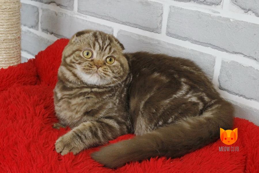 Browni MeowClub *BY