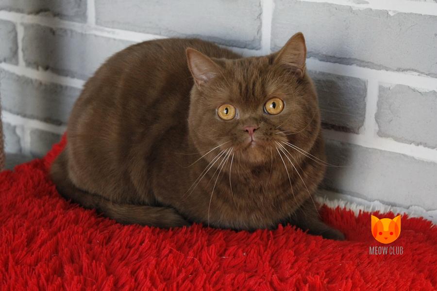 Wendy MeowClub *BY
