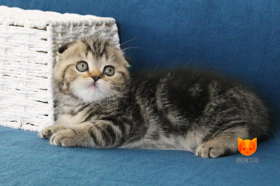 Norris MeowClub *BY