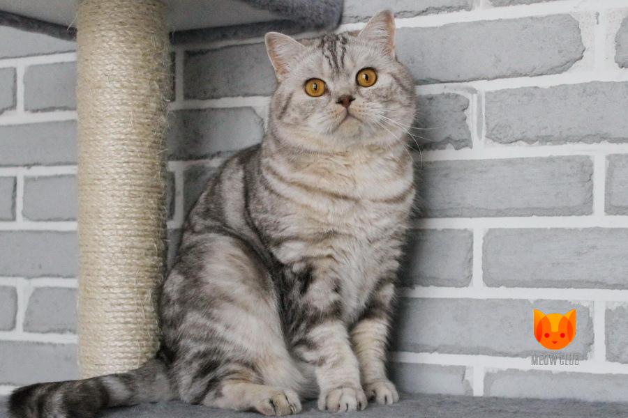 Cristiano Ronaldo MeowClub *BY