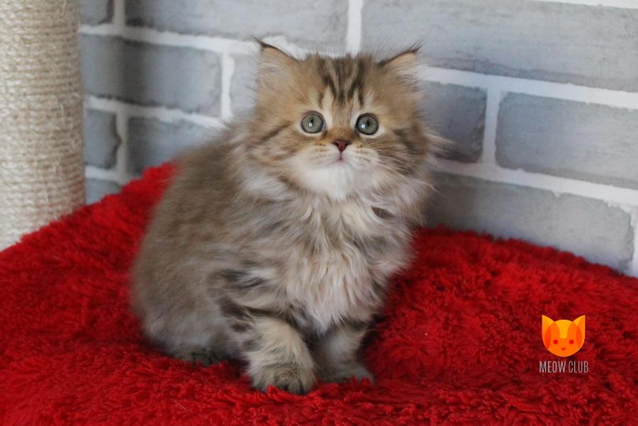 Linda MeowClub *BY