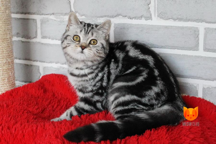 Neron MeowClub *BY