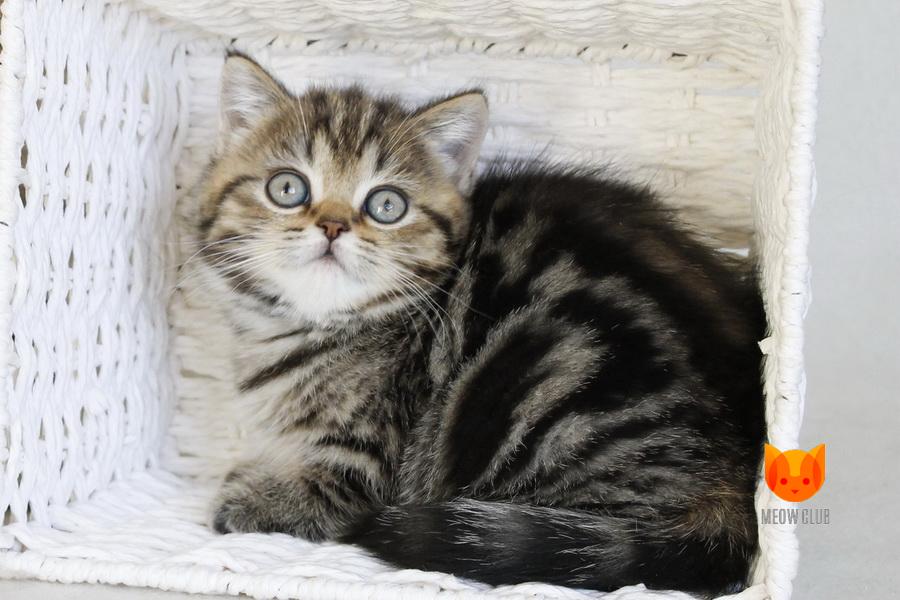 Gretta MeowClub *BY