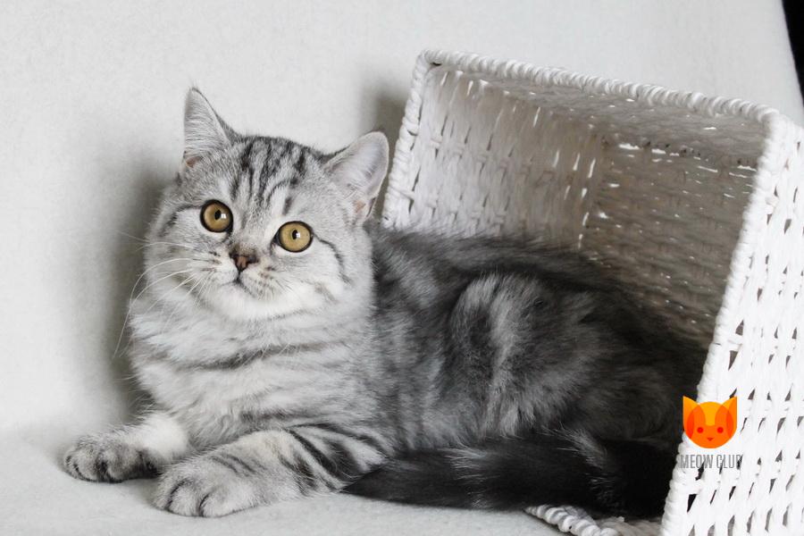 Borneo MeowClub *BY