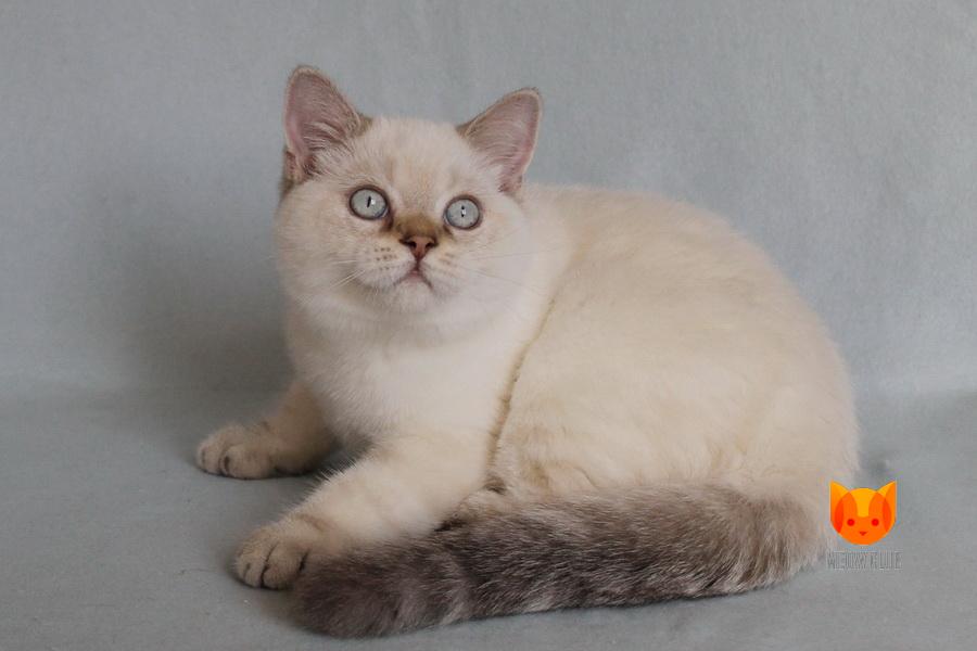 Picasso MeowClub *BY