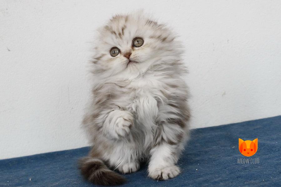 Flowerbelle MeowClub *BY