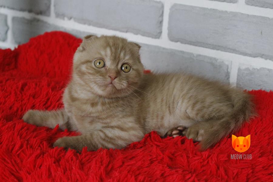 Porshe MeowClub*BY