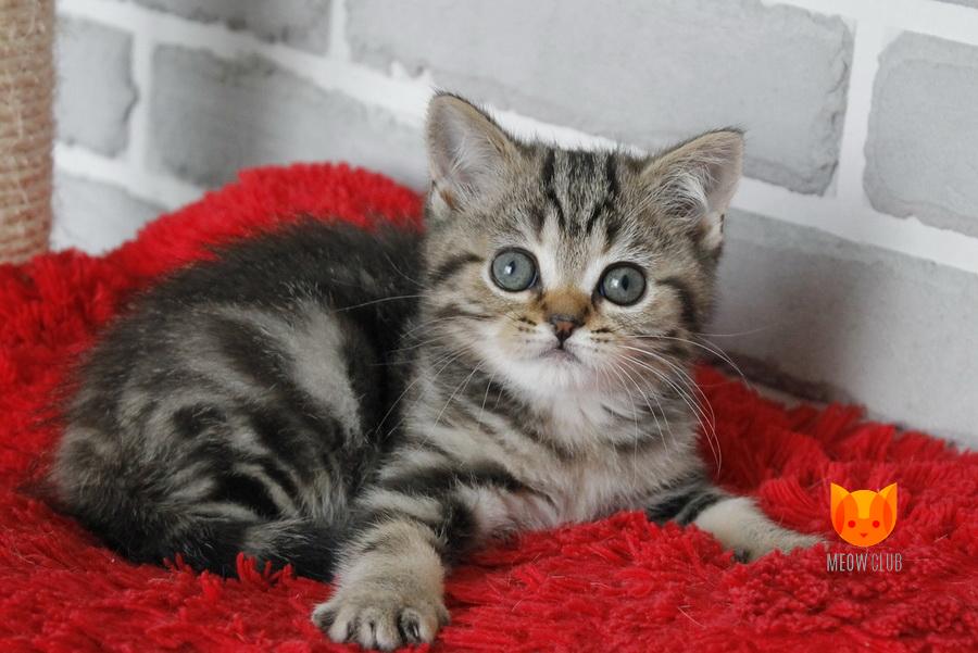 Quill MeowClub *BY