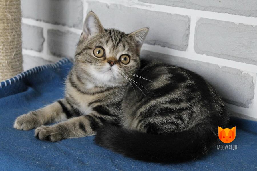 Xelius MeowClub *BY