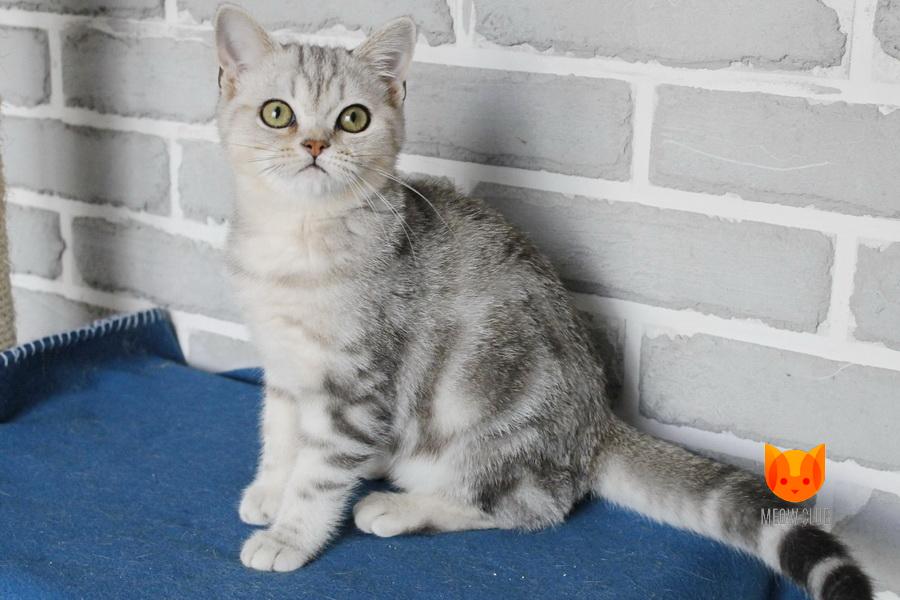Tabasco MeowClub *BY