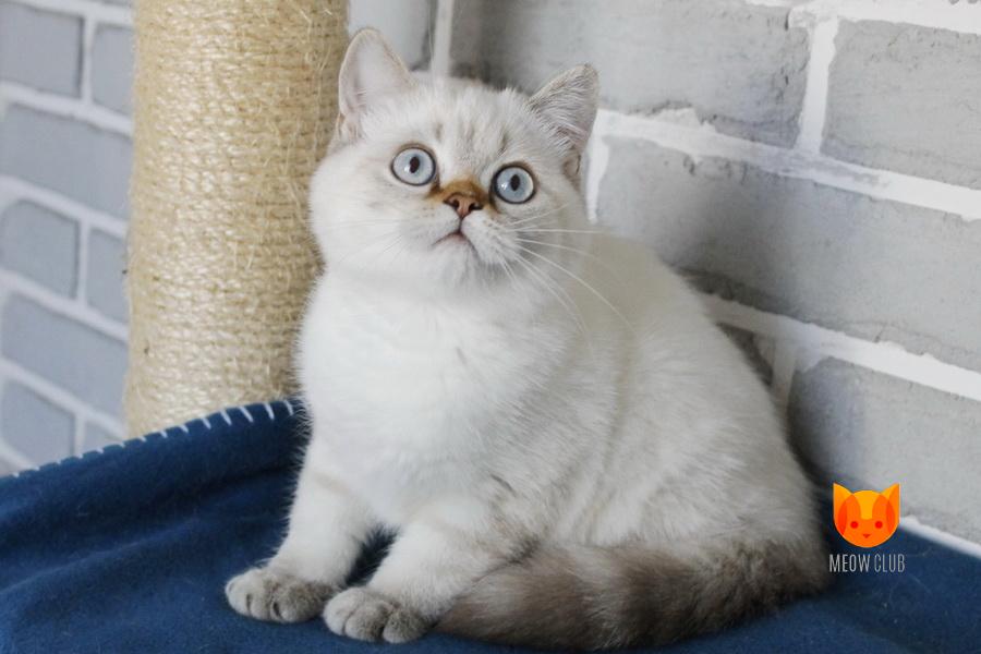 Xzavier MeowClub *BY