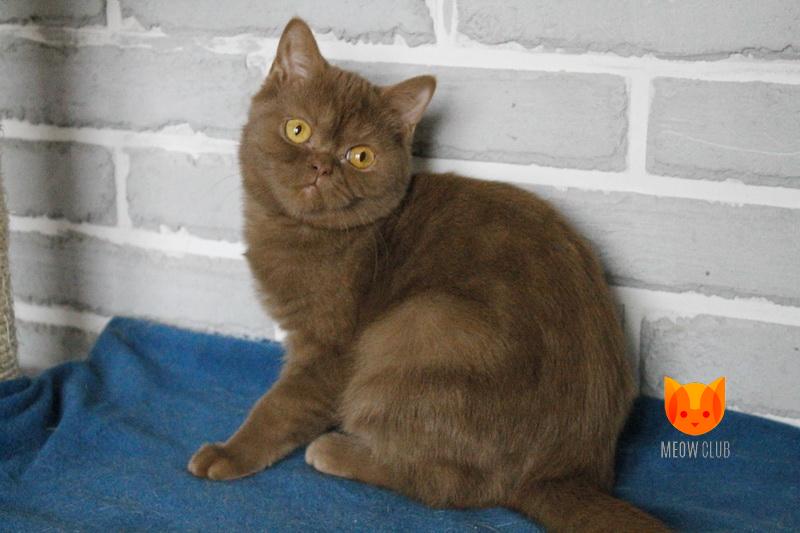 Penny MeowClub *BY