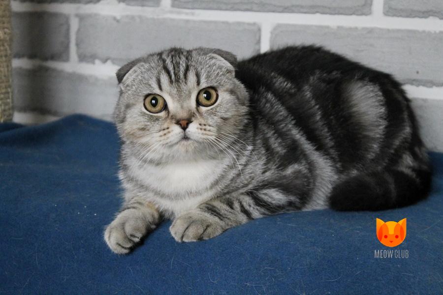 Ostin MeowClub *BY